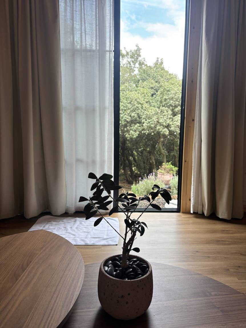 A potted plant on the coffee table, the door open to the garden and trees